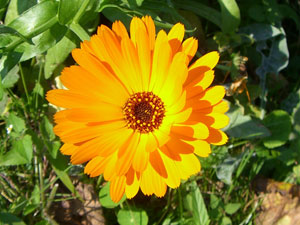 calendula